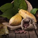 Kakaofrucht für zuckerfreie Schokolade höchster Genuss gesund naschen nachhaltig