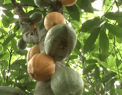 Die Kakao Frucht