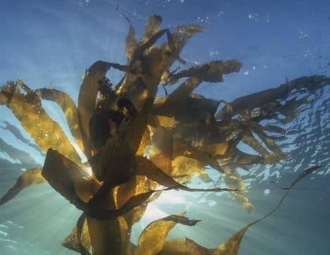 Bio Kelp Algenpulver ohne Zuckerzusatz gesund leben abnehmen Blutdrucksenkung gute Blutfette Diabetiker