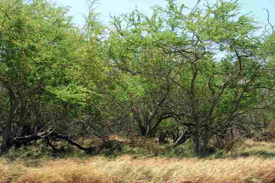 Mit Mesquite natürlich süßen Johannisbrotbaum ohne Zucker gesund zuckerfrei Süßungsmittel pflanzlich natürlich